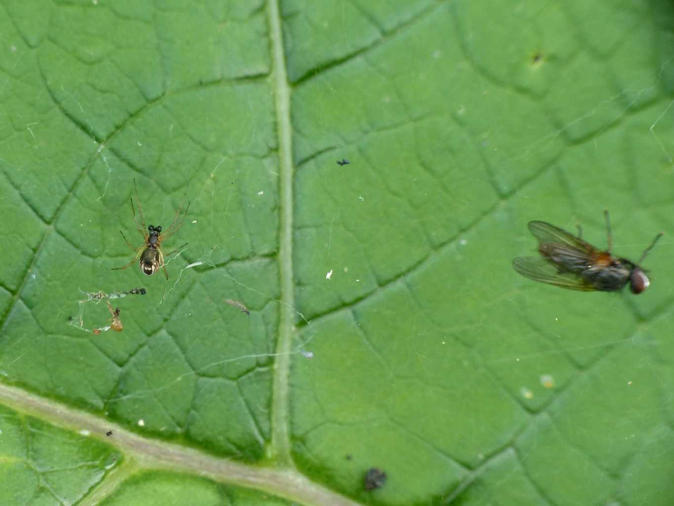 Frontinellina frutetorum con preda - Castelgandolfo (RM)